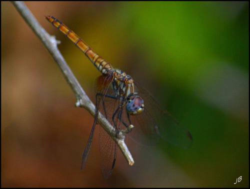 Trithemis annulata